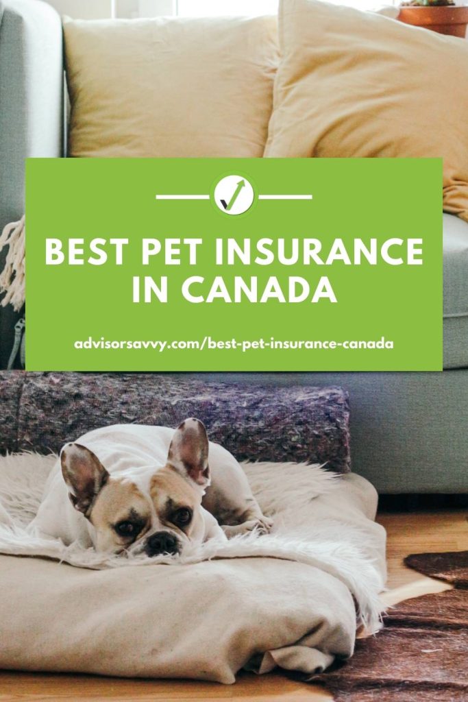 whats the best dog insurance