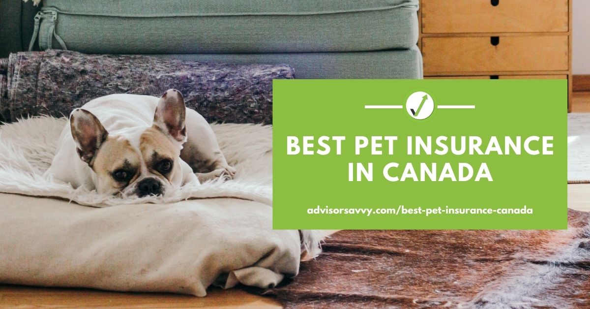 Best Pet Insurance In Canada